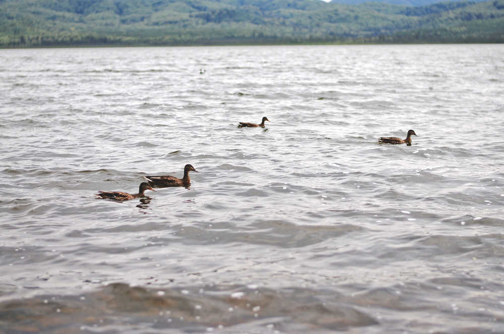 Photo by Elizabeth Earl/Peninsula Clarion Ducks cruise across Engineer Lake on Sunday, Aug. 14, 2016 on the Kenai National Wildlife Refuge in Alaska.