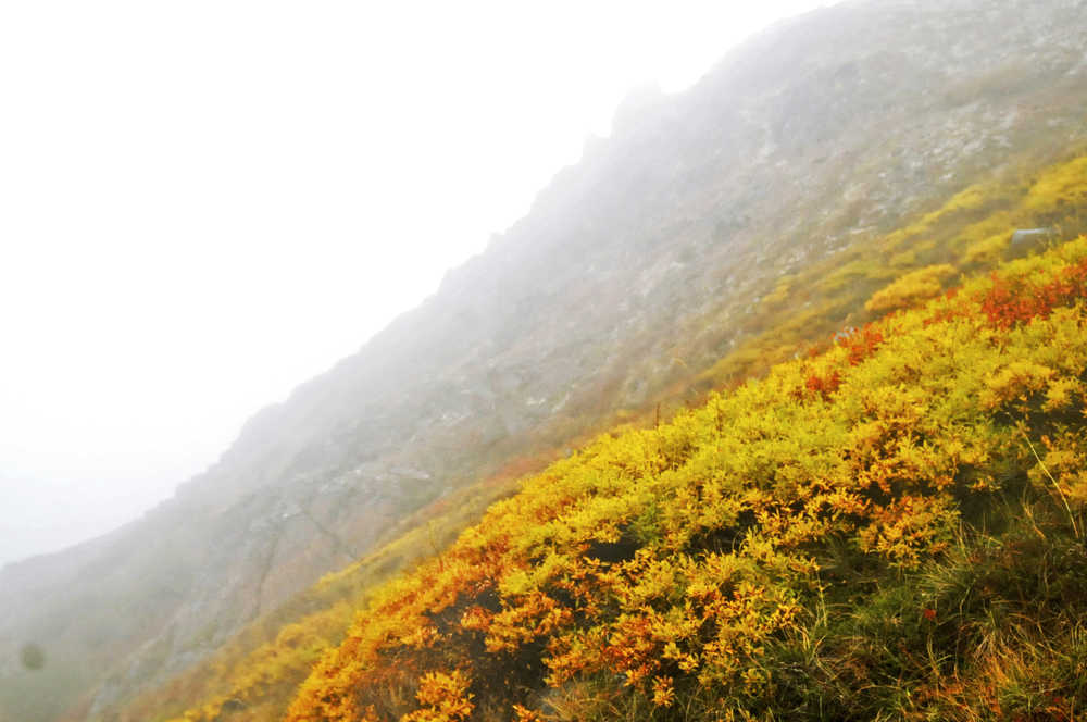 Photo by Elizabeth Earl/Peninsula Clarion Mist drifts over the saddle at the top of Skyline Trail where fall colors emerge Saturday, Sept. 17, 2016 near Cooper Landing, Alaska. Trees all along the Sterling Highway and throughout the Kenai Peninsula are beginning to fade into their fall yellows as the weather cools.