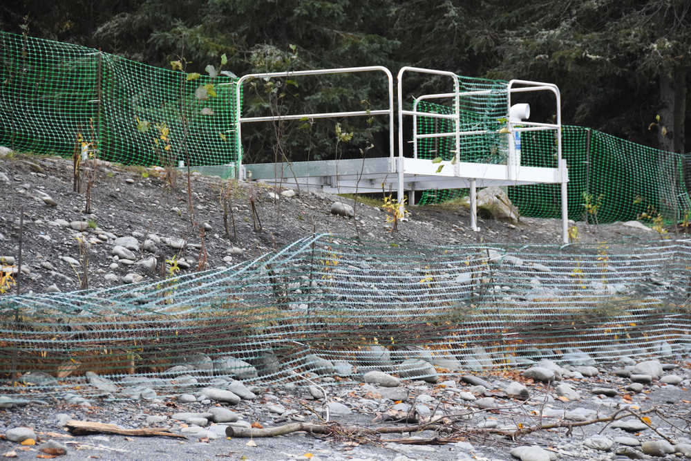 Photo by Megan Pacer/Peninsula Clarion Protective fencing holds back recently-planted vegetation along the river bank on the south side of the Kenai River and Russian River confluence Wednesday, Sept. 28, 2016 near Cooper Landing, Alaska. Light-penetrating staircases and vegetation planted along the banks are part of a U.S. Fish and Wildlife Service to stabalize erosion and protect habitat.