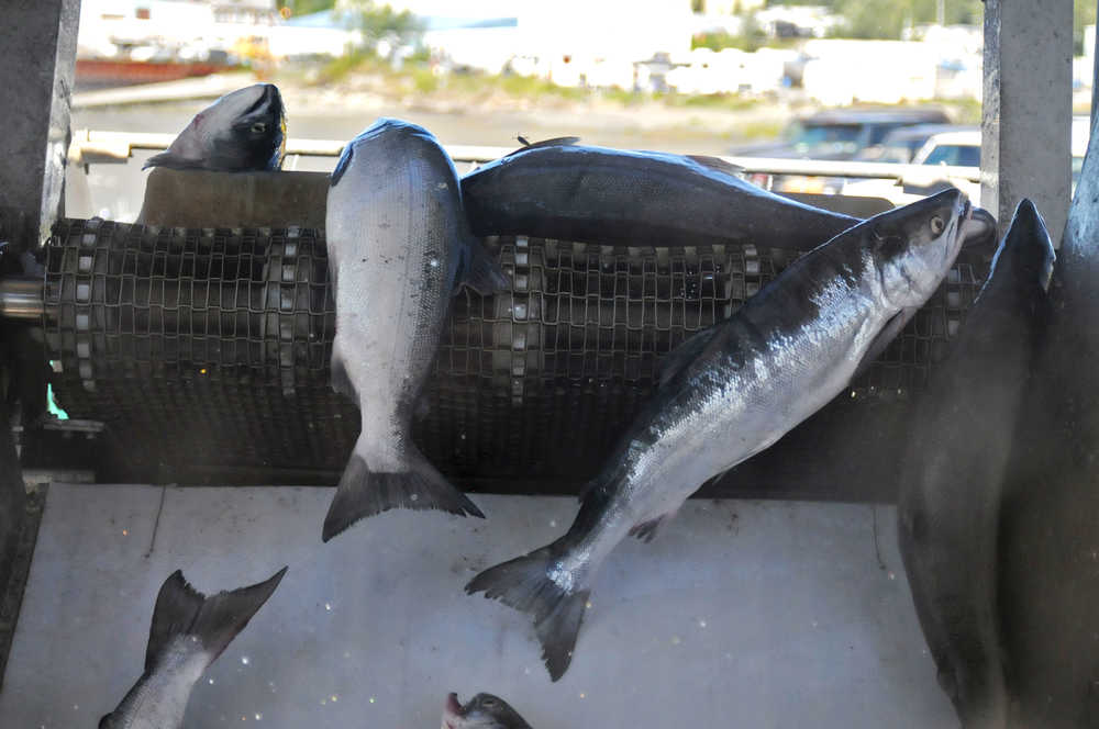 Photo by Elizabeth Earl/Peninsula Clarion Sockeye salmon fall onto the conveyor at Pacific Star Seafoods' plant on July 21, 2016 in Kenai, Alaska.