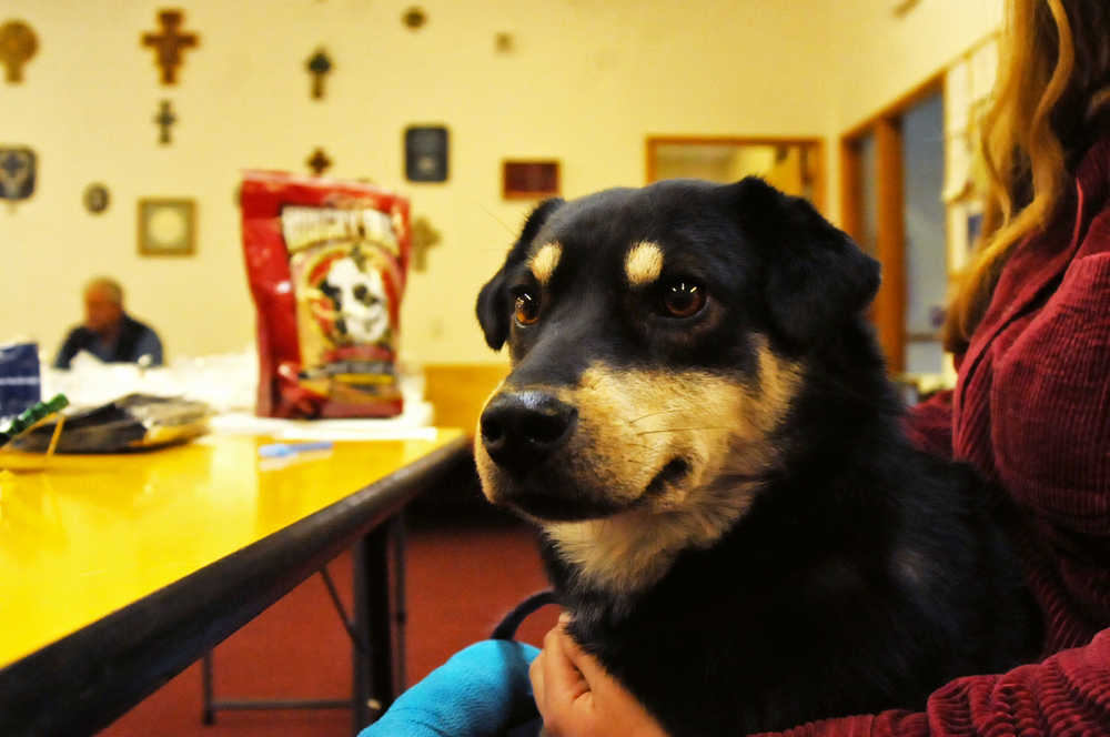 Photo by Elizabeth Earl/Peninsula Clarion Rook, who is approximately 3, sits on her owner Amanda Burke's lap at the St. Francis by the Sea Episcopal Church on Sunday, Oct. 2, 2016 in Kenai, Alaska. Rook, who was rescued and is paralyzed in her back two legs, is an award-winning scenting dog.