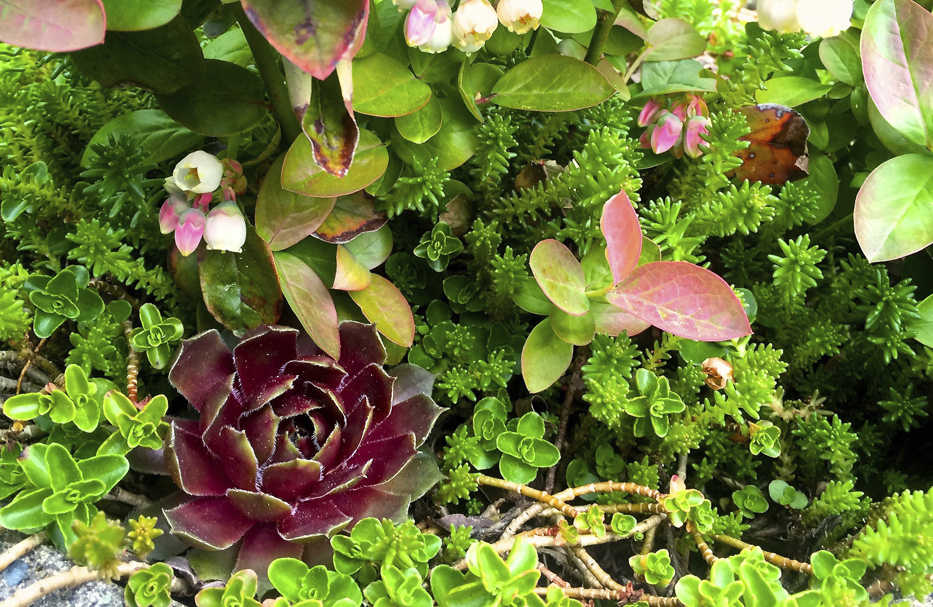 This April 15, 2016 photo provided by Dean Fosdick, shows a succulent mix in Fosdick's Langley, Wash., greenhouse. Think of succulents as the new African violets. They thrive indoors or out. Succulents are easy to deal with, are resistant to disease and thrive in the dry humidity common inside homes in winter. (AP Photo/By Dean Fosdick)  (Dean Fosdick via AP)