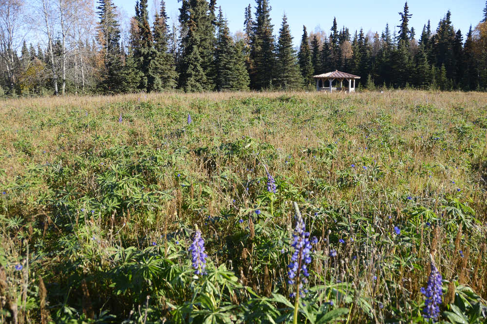 Photo by Megan Pacer/Peninsula Clarion Flowers are beginning to die and colors change in the field of flowers, pictured Thursday, Oct. 6, 2016 on Lawton Avenue in Kenai as temperatures dip lower and lower. The Parks and Recreation Department is throwing a first ever Fall Pumpkin Festival on Oct. 15 to give residents a fun way to transition into colder weather.