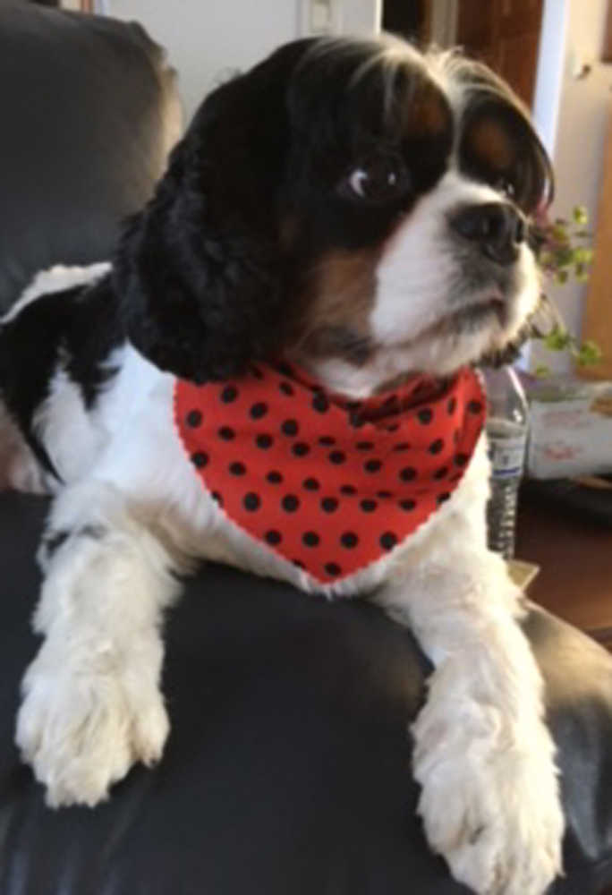Diana Brumley of Kenai shared this photo of her just groomed, handsome boy Charlie, a 5-year-old Cavalier King Charles Spaniel. (Submitted photo)