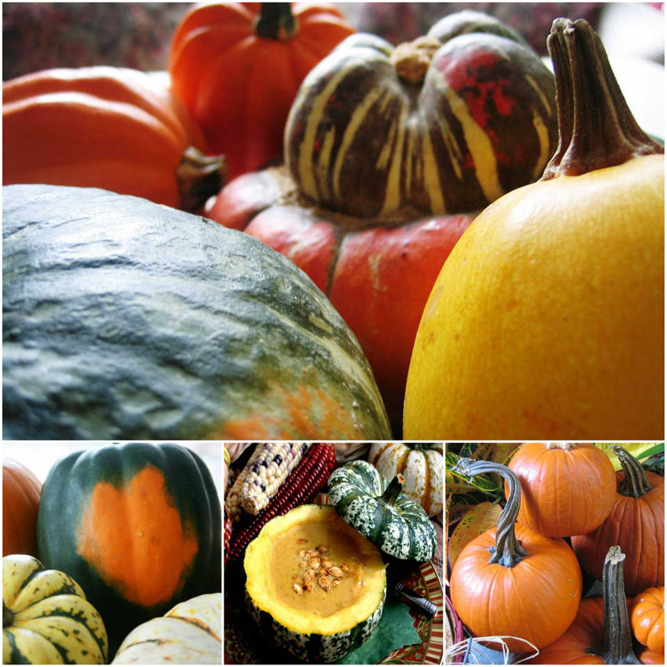 Winter squash bizarrely colorful, deliciously earthy and sweet