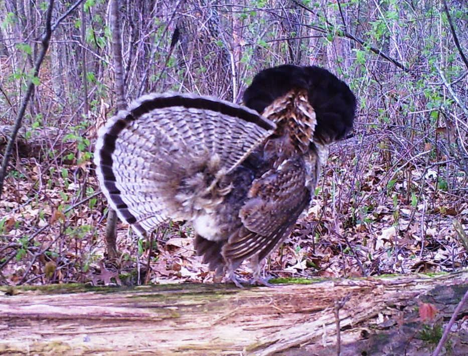 A male ruffed grouse shows its black "ruff" while displaying on a drumming log in central Wisconsin. Ruffed grouse were introduced to the Kenai Peninsula in 1995-97.  (Photo by  J. Bronsdon)