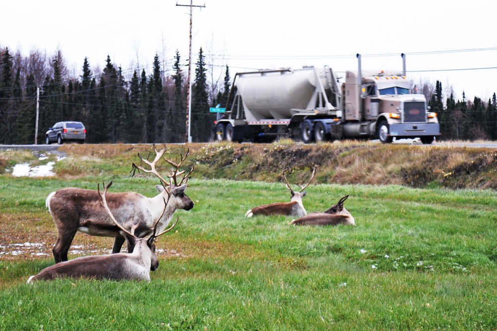 Photo by Elizabeth Earl/Peninsula Clarion Cars and trucks whizz by on the Kenai Spur Highway as a small group of caribou watch from the lawn of Trinity Christian Church on Monday, Oct. 17, 2016 near Soldotna, Alaska. Snow fell in flurries in some places on Sunday evening, remaining on shady hillsides even in the middle of the cloudy day Monday. The National Weather Service has forecasted a chance of snow showers Tuesday, then again on Thursday and Friday for the central Kenai Peninsula.