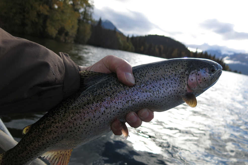 An Upper Russian Lake rainbow trout. (Photo by Dave Atcheson)