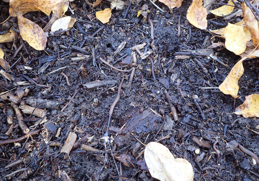 At least 17 earthworms crawl out of the soil in response to mustard powder solution. Note the absence of decomposing leaves; only coarser, woody material remains above mineral soil.  (Photo by Matt Bowser/USFWS)