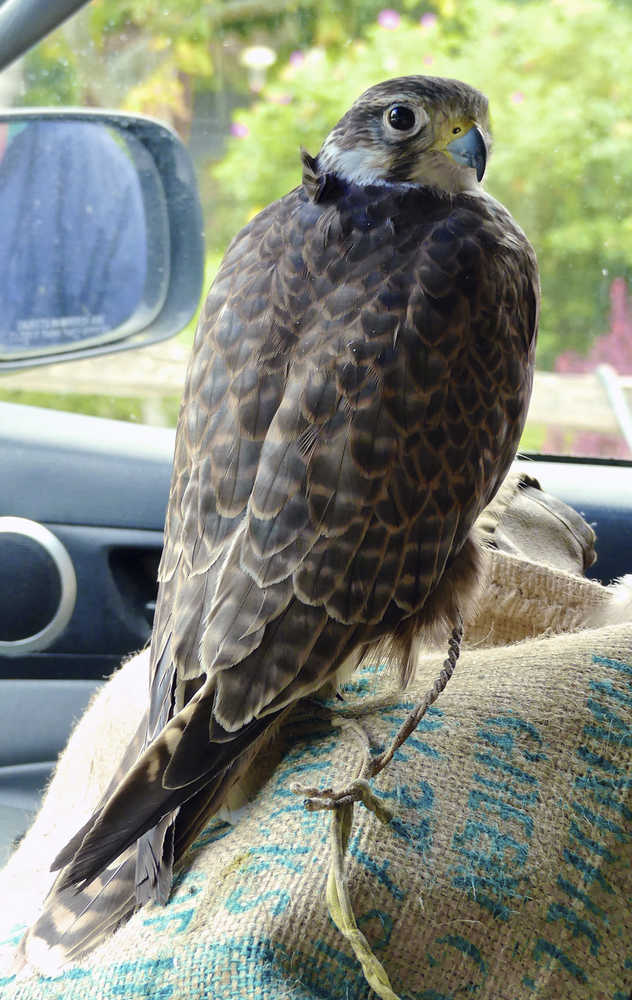 This June 29, 2016 photo shows a male Saker falcon on a tether in truck parked in a driveway near Langley, Wash. Raptors used for bird abatement are trained to chase, not kill. This Saker falcon, an eastern European variety, is one of several raptor species trained by falconers to chase away birds that can damage fruit crops. Some growers have reported losing more than 40 percent of their harvest to bird pests. (Dean Fosdick via AP)
