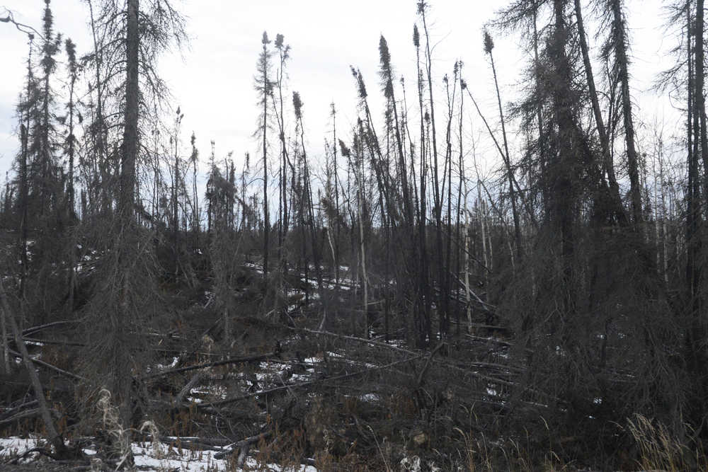 Photo by Megan Pacer/Peninsula Clarion Charred trees stand and cover the ground Thursday, Oct. 20, 2016 in the Skilak Lake Recreation Area on the Kenai National Wildlife Refuge near Sterling, Alaska. The refuge is turning a bulldozer line created during the 2015 Card Street wildfire into a hiking trail that incorporates education about fire ecology in the area.