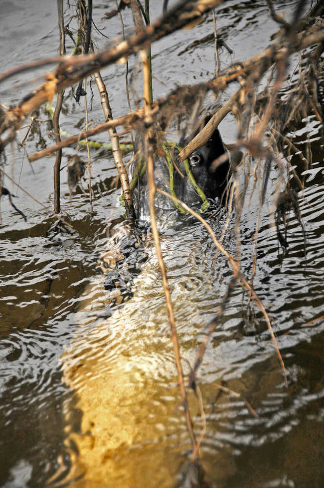 Photo by Elizabeth Earl/Peninsula Clarion Tom Toguchi of Anchorage caught a king salmon in the Anchor River on the morning of Saturday, May 21, 2016. The river is open for king salmon fishing on May 28-30 and June 1 next week, as well as additional days in June. The limit is one king salmon 20 inches or greater per day per person, five total in possession with only two able to come from the Anchor River or the Anchor River and Deep Creek combined.