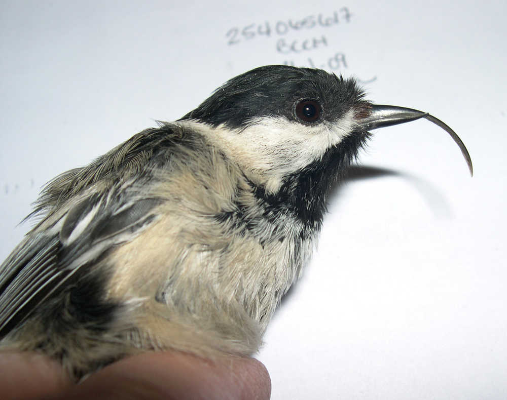 In this April 1, 2009, photo provided by the USGS Alaska Science Center shows a black-capped chickadee with a deformed beak in Anchorage, Alaska. Researchers are hoping they've found what's causing beaks of some bird species to grow twice as fast as normal. The disease is called avian keratin disorder. Affected birds grow beaks that are freakishly long and that sometimes curve up or down. (Handel Colleen/USGS Alaska Science Center via AP)