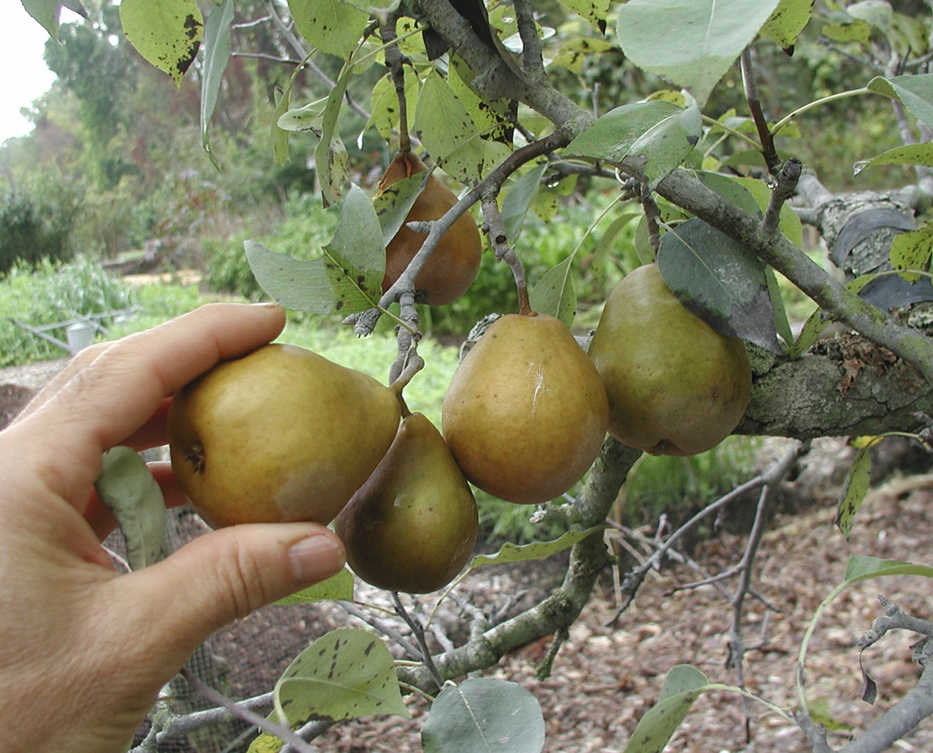 This undated photo shows Seckel pears being harvested in New Paltz, N.Y. Seckel, like other European pears, can be picked mature to finish ripening off the plant. (Lee Reich via AP)