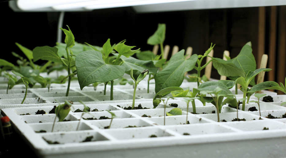 This undated photo taken in New Market, Va., shows sun-loving vegetables the ones shown here, which can be cultivated indoors in winter enriched by supplemental lighting. But choose the right plant combinations for your four-season gardening. Some are more demanding than others. Vegetable gardening can be a year-round activity with the right indoor growing conditions. (Dean Fosdick via AP)