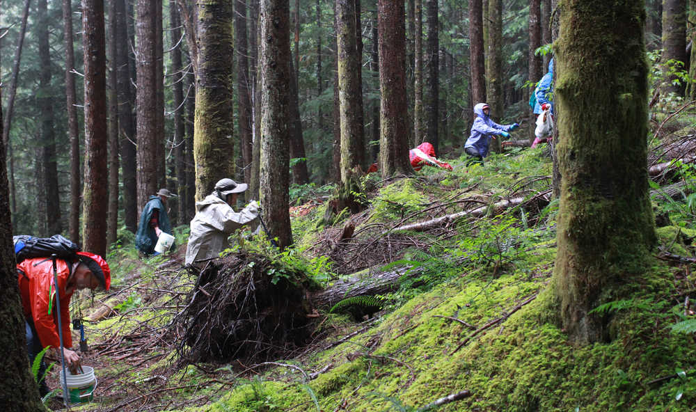 In this Oct. 8, 2016 photo, a group of new mushroom hunters scour national forest land near Skykomish, Wash., for chanterelle mushrooms. (Evan Bush/The Seattle Times via AP)