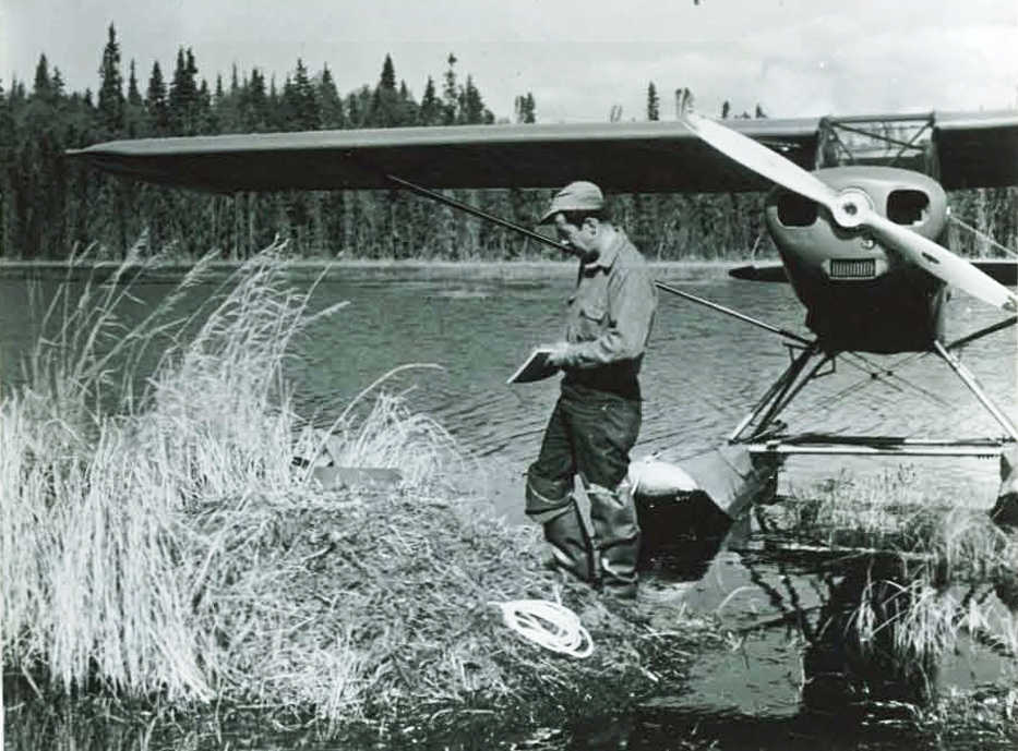 Dave Spencer, the first manager of the Kenai National Moose Range (now Kenai National Wildlife Refuge) surveys a trumpeter swan nest on the Moose River in May 1957.  Two months later, oil was discovered in the Swanson River Field, setting off an era of active oil exploration and development on the refuge under the management of John Hakala.  Both managers were pilots in WWII. (Photo courtesy Kenai National Wildlife Refuge)