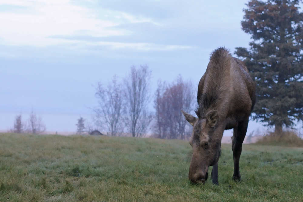 Photo by Elizabeth Earl/Peninsula Clarion A moose grazes on a lawn in a neighborhood on Cannery Road near the Kenai River's south beach on Friday, Nov. 11, 2016 in Kenai, Alaska.