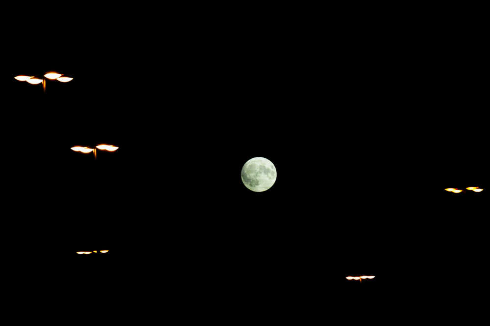 Photo by Elizabeth Earl/Peninsula Clarion The moon looms over streetlamps in the parking lot outside Safeway on Sunday, Nov. 13, 2016 in Kenai, Alaska. The earth's orbital neighbor was the closest it will be until 2034 on Sunday and Monday, earning the name "supermoon." Because the moon's orbit around the earth is elliptical, sometimes it is closer than other times. On Sunday and Monday, the moon appeared 14 times brighter than when it is at its furthest from the earth, according to the National Aeronautics and Space Administation. The moon will also appear to be larger and brighter on Dec. 14, 2016, according to NASA.