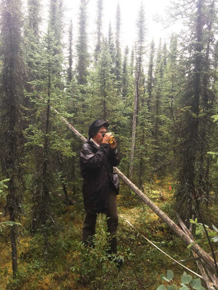 Grant Knauss uses a hypsometer to measure the height of a black spruce in the Sterling fuel break. (Photo by Mike Hill/USFWS).