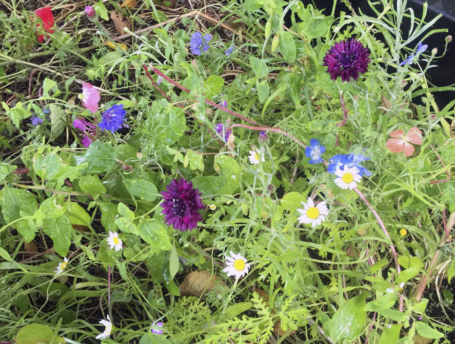 This July 3, 2016, photo provided by Dean Fosdick shows a wildflower mix in a Langley, Wash., yard. Many gardeners like perennials because they continue to flower year after year but add some annuals for instant color. Combination seed packets seem to be the most popular choice for wildflower buyers but check the packages to ensure they contain more seeds than filler. (Dean Fosdick via AP)