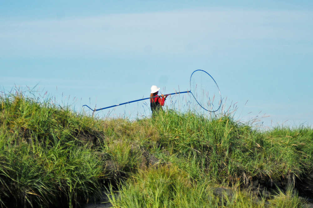 Photo by Elizabeth Earl/Peninsula Clarion, FIle In this July 20, 2016 photo, a dipnetter walks along the southern bank of the Kenai River near the Warren Ames Bridge in Kenai, Alaska. The Alaska Department of Natural Resources' Division of Parks and Outdoor Recreation plans to repair the riverbanks in the area and install elevated light-penetrating boardwalks to combat some of the vegetation and bank loss due to high levels of foot traffic.