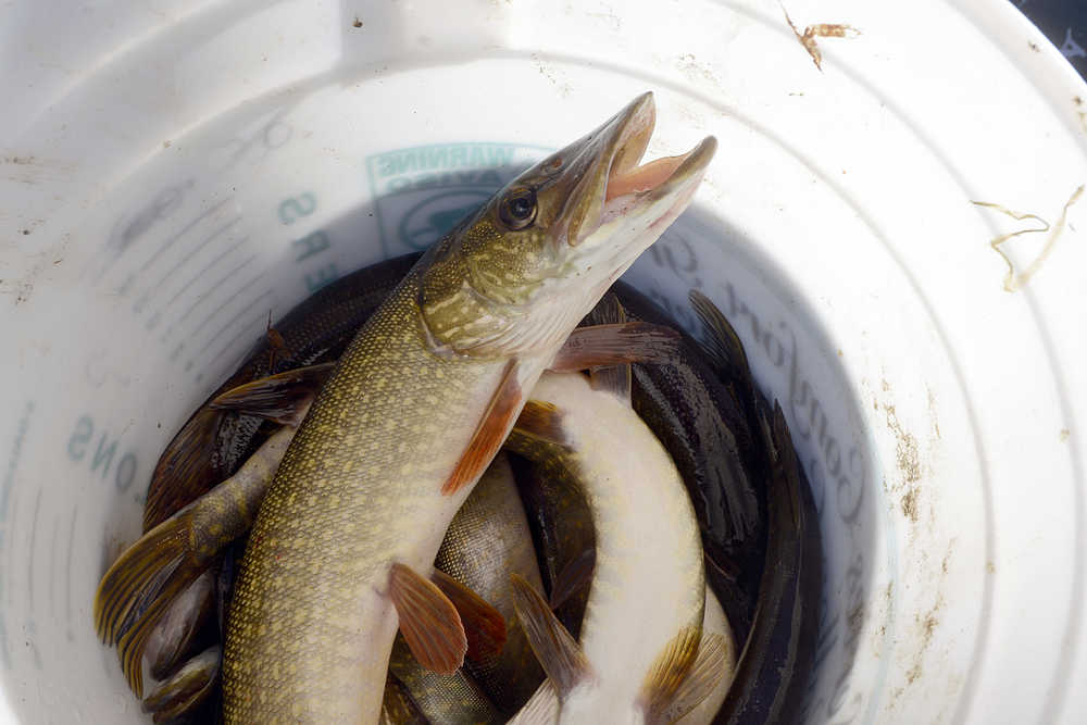 A northern pike dies inside of a bucket as Fish and Game staff net the dead and dying fish out of East Mackey Lake during a poisonous rotentone treatment designed to clear the lake of invasive species on October 8, 2014 in Soldotna, Alaska. (Clarion file photo)