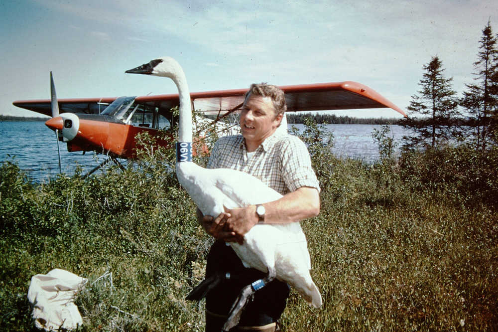 Bob Richey, former assistant refuge manager at the Kenai National Wildlife Refuge, helped place neck collars on many Trumpeter swans during the 1970s and early 1980s. (Photo courtesy Kenai National Wildlife Refuge)