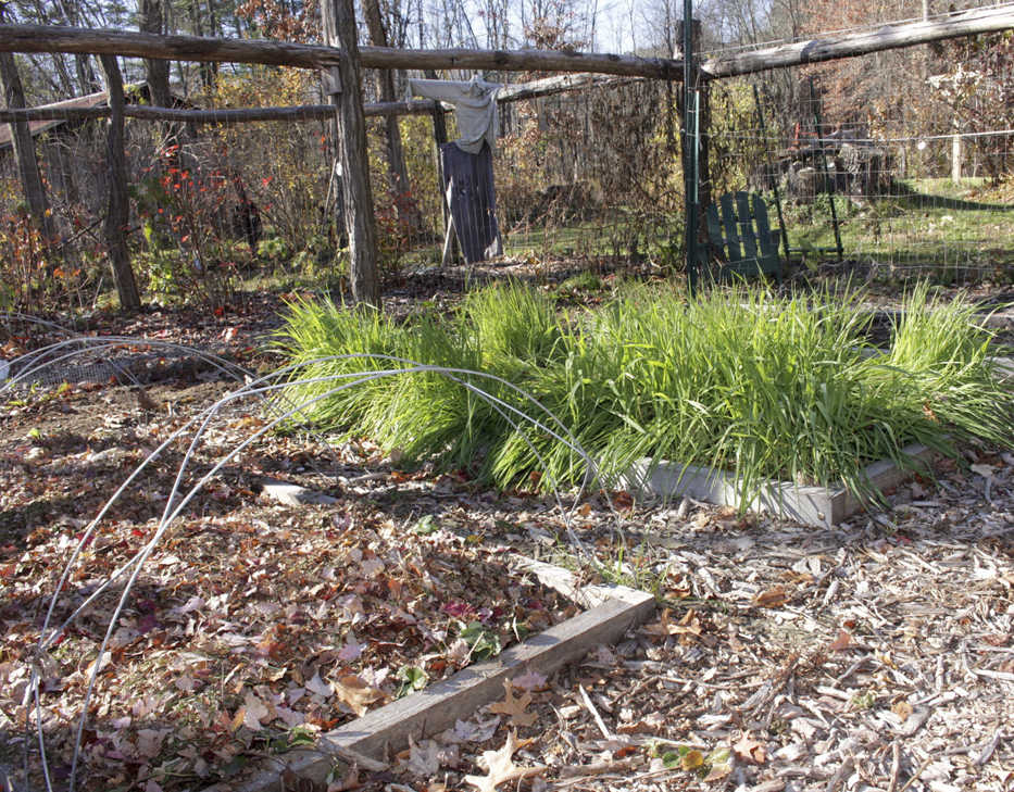 This undated photo shows vegetable beds readied for winter in Rosendale, N.Y. Blanketing the ground with a layer of mulch, autumn leaves in the foreground bed, or sowing a winter cover crop, as in the background bed, protects the surface layers from pounding rain and wide swings in temperature, as well as providing other benefits. (Lee Reich via AP)