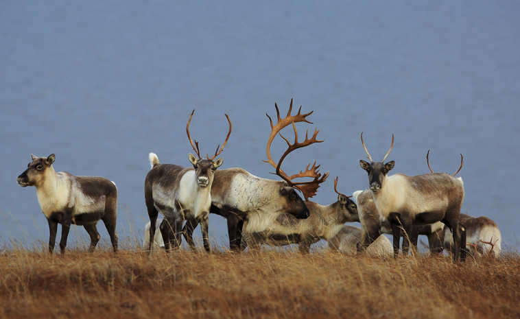 This undated photo provided by the Alaska Department of Fish and Game shows Caribou in the Western Arctic in Alaska. The size of an Arctic caribou herd in Alaska has been cut in half in just the last three years, and researchers are trying to understand why. (Jim Dau/Alaska Department of Fish and Game via AP)