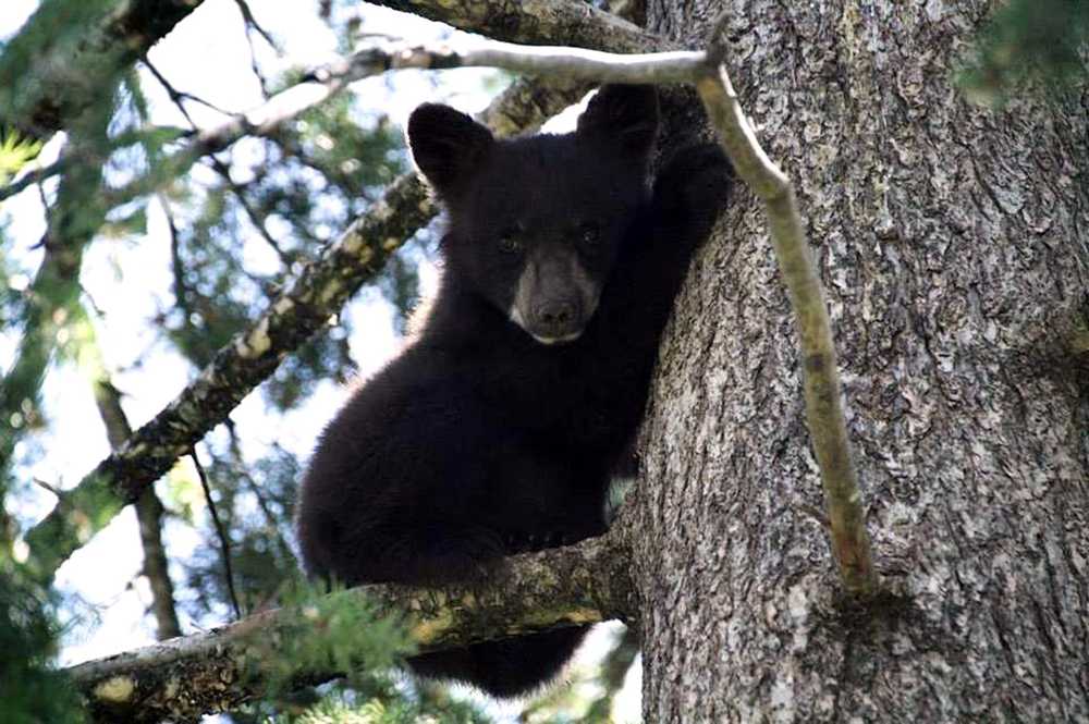 This undated photo provided by Snowdon Wildlife Sanctuary, shows a black bear resting on a tree limb at the Sanctuary near McCall, Idaho. Snowdon rehabs all kinds of animals and releases them back into the wild but has become known for its bear cubs. (Snowdon Wildlife Sanctuary via AP)