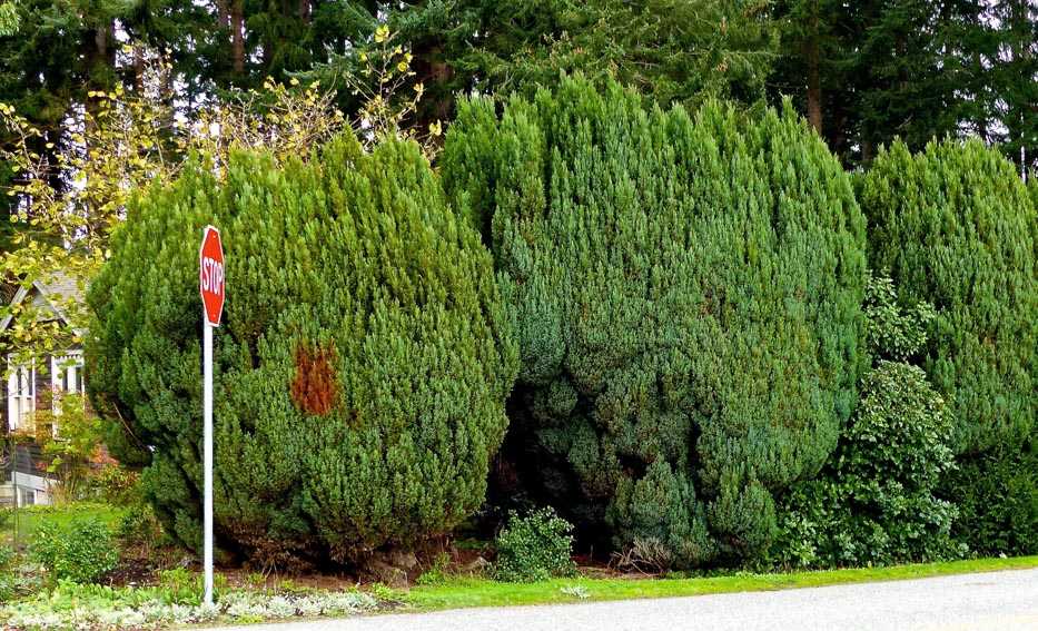 This Nov. 25, 2016 photo shows soundscaping evergreens photographed in Langley, Wash. Soundscapers use trees to mask bothersome urban noise. Evergreens, like these alongside a Langley street are the preferred vegetative sound barriers because they are densely branched and attractive the year-'round. (AP Photo/By Dean Fosdick)(Dean Fosdick via AP)