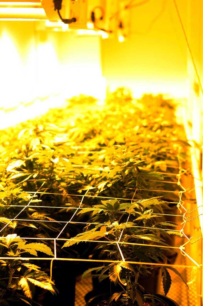 Marijuana plants are pictured at Croy's Enterprises, a commercial marijuana facility located outside of Soldotna. Two years after voters opted to legalize recreational use of marijuana, the industry has taken root. (Photo by Elizabeth Earl/Peninsula Clarion)