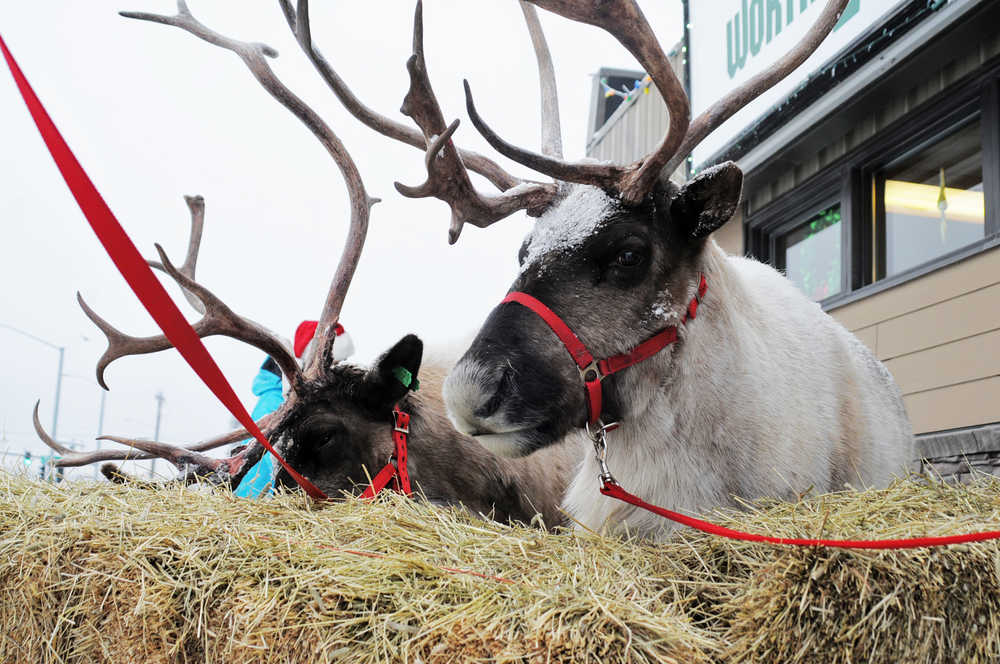 Photo by Elizabeth Earl/Peninsula Clarion Comet (right) and Crash (left), reindeer owned and raised by Jenna Hansen of Nikiski, pose for pictures with people who drop by Trustworthy Hardware 2 on Wednesday, Dec. 20, 2016 in Soldotna, Alaska. The Hansen family and the reindeer make regular appearances in town around Christmastime. On Friday evening, they'll make a stop at the Klimpke family's Christmas lights display.