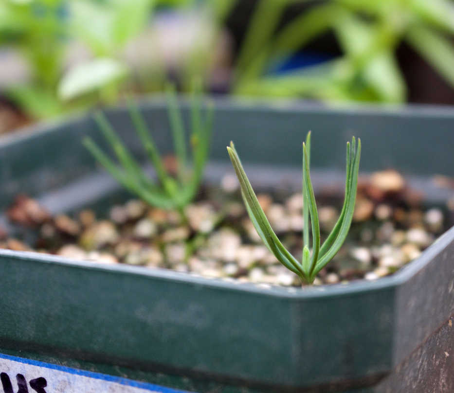 This undated photo shows a pine seedling in New Paltz, N.Y. Growing a Christmas tree from seed, a pine, shown here, takes a long time but is very satisfying. (Lee Reich via AP)