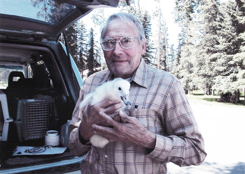 Photo courtesy John Morton, Kenai National Wildlife Refuge Volunteer Laurie Severe and Dan Hoffman, a wildlife research technician for the Iowa Department of Natural Resources, hold a previously orphaned cygnet rescued from a Kenai Peninsula lake and relocated to Iowa in 2005. The bird, cygnet No. 69, was transferred with two siblings and is Severe's favorite. It returns every now and then to her pond in Iowa.