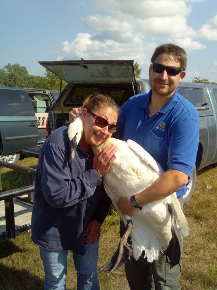 Photo courtesy John Morton, Kenai National Wildlife Refuge George Pollard holds an orphaned cygnet rescued from a local lake along with two siblings before they were relocated to Iowa in 2005. One of the cygnets, No. 69, has returned to the pond where it was raised by volunteer Laurie Severe.