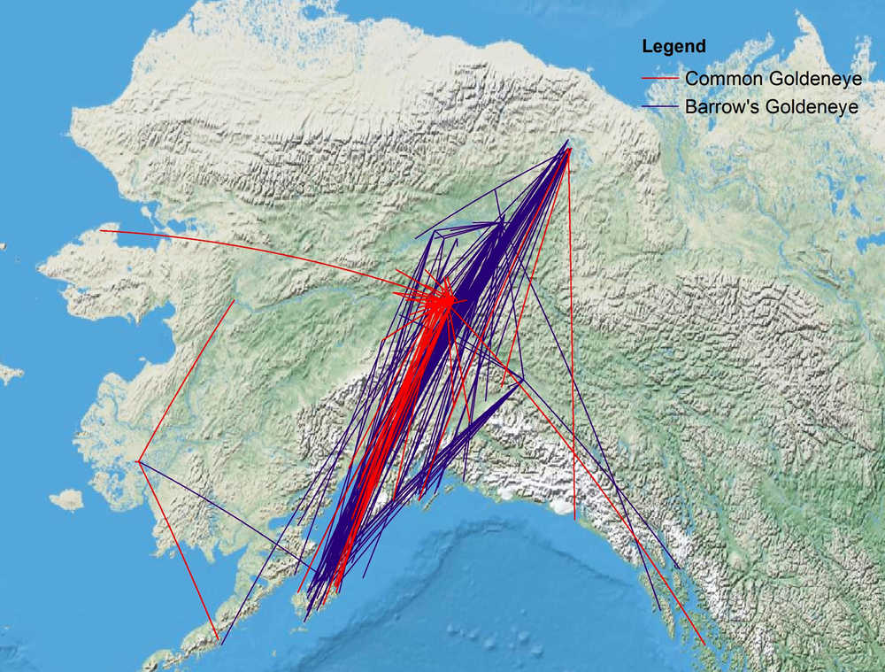 This map shows that goldeneyes banded in Alaska and the Yukon Territory, Canada, were mostly recovered on the southern Kenai Peninsula and Kodiak. (Data from the National Bird Banding Lab, Patuxent, MD)