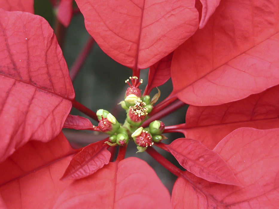 This undated photo shows a poinsettia flower in New Paltz, N.Y. Poinsettia's true flowers - the small, rounded structures at the very tips of the stems - aren't as showy as its red bracts, but are quite fascinating under a magnifying glass. (Lee Reich via AP)