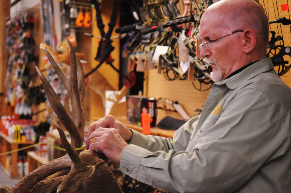 Photo by Elizabeth Earl/Peninsula Clarion Don Poole measures the circumference of a mule deer's antler duing a Boone and Crockett Club and Pope and Young Club trophy measuring day on Sunday, Jan. 8, 2017 at Sportsman's Warehouse in Soldotna, Alaska. Poole has been an official measurer for both clubs since 1980. Hunters brought in game they'd killed for Poole to measure and score for potential recording by the Boone and Crockett Club, now more than a century old. Store patrons and workers walked by and stopped to admire the various racks and mounted heads waiting to be measured, exchanging stories. All trophies have to be dried for at least 60 days from the date of kill and pre-measured by the owner to check that it makes minimum scores. Score sheets and instructions for measuring can be found online on the Boone and Crockett and Pope and Young websites. Trophy measuring will aslo take place Feb. 12 and March 12 from 1 p.m.- 3 p.m.