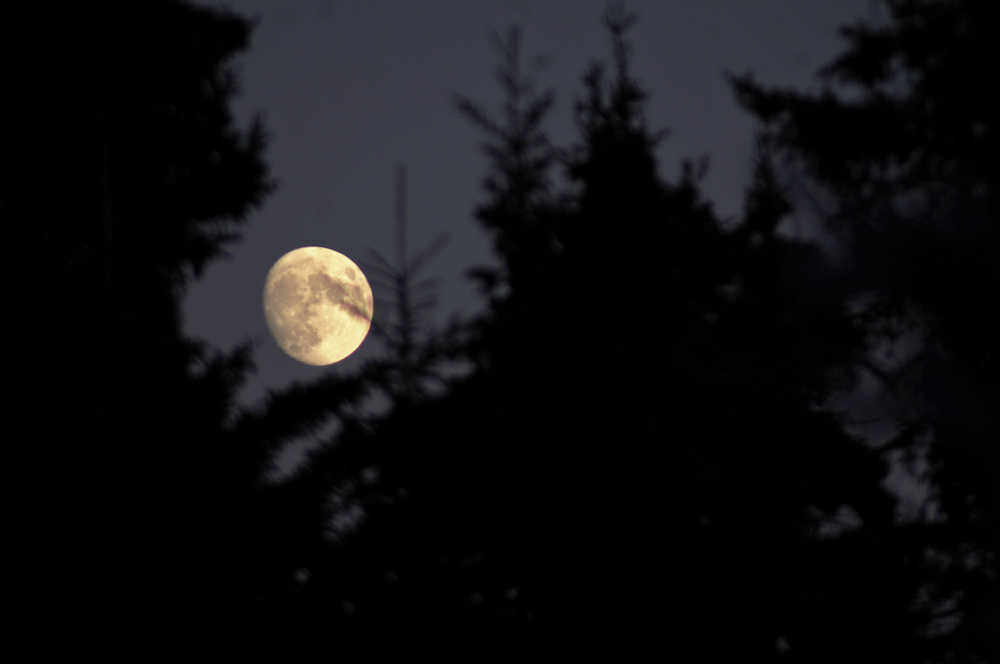 The moon peers through trees at the edge of Ryan's Creek on Monday, Jan. 9, 2017 in Kenai, Alaska. The sun rose at 10:05 a.m. and set at 4:21 p.m. in Kenai for a total of 6 hours and 16 minutes of daylight Monday, according to the National Weather Service. Kenai residents will gain a few minutes every day in January as the sun rises a minute or two earlier and sets a minute or two later. (Elizabeth Earl/Peninsula Clarion)
