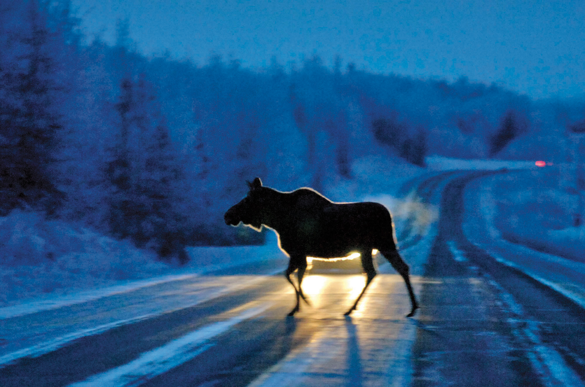 Game board authorizes cow, roadside hunts for parts of peninsula