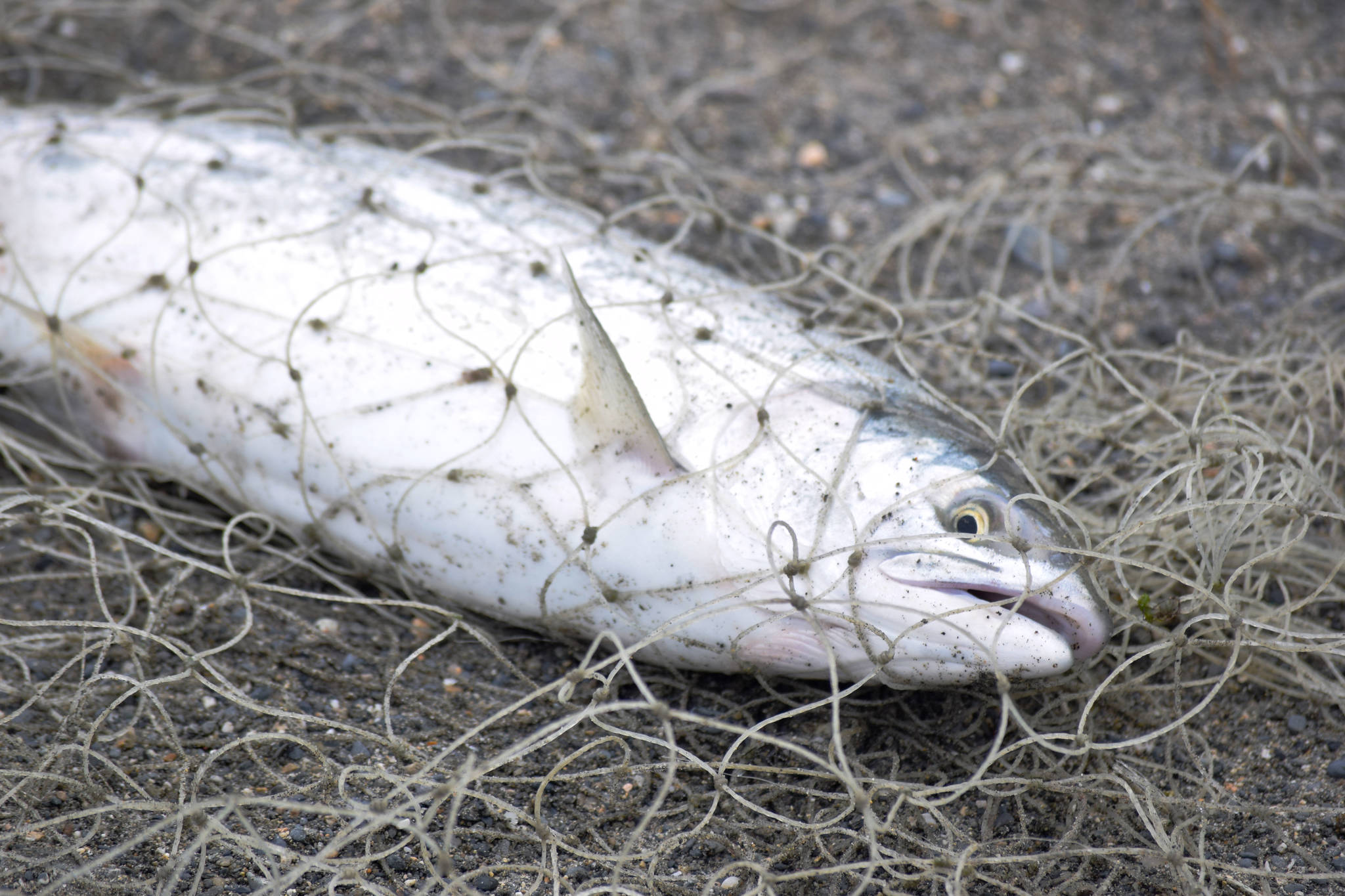 A sockeye salmon caught in a dipnet from the Kasilof River lies on the beach on Tuesday, July 31, 2018 in Kasilof, Alaska. (Photo by Elizabeth Earl/Peninsula Clarion)