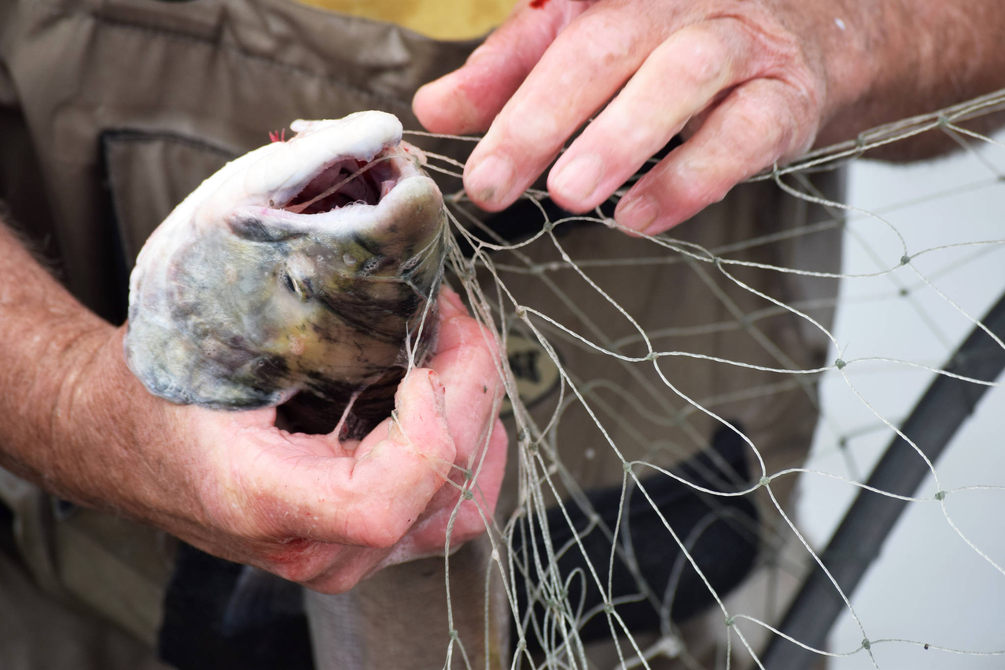 A dipnetter works to untangle a sockeye salmon from his net on Tuesday, July 31, 2018 in Kasilof, Alaska. (Photo by Elizabeth Earl/Peninsula Clarion)