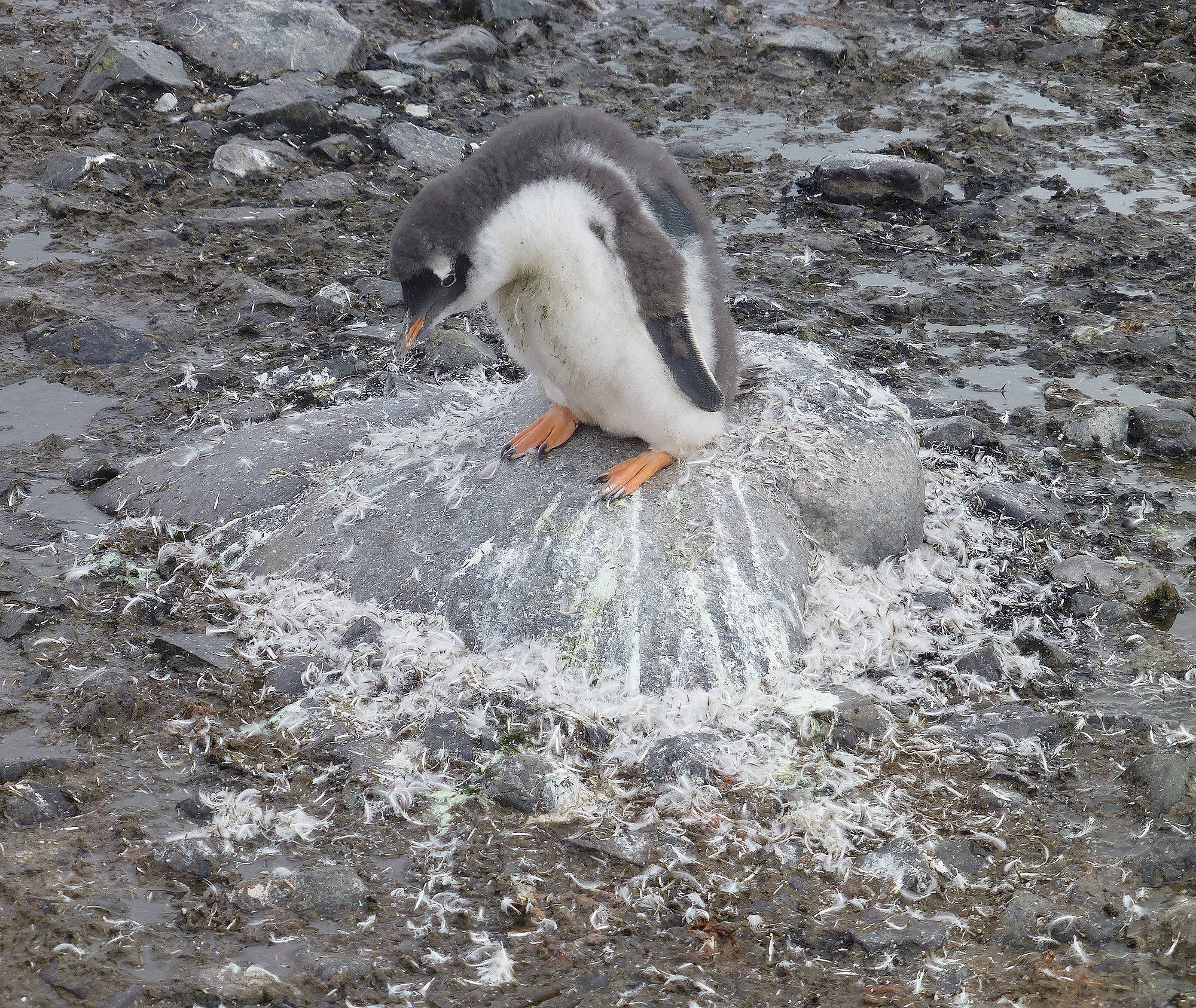 Gentoo penguin contributing nutrients to Cuverville Island. (Photo provided by Sue Mauger)