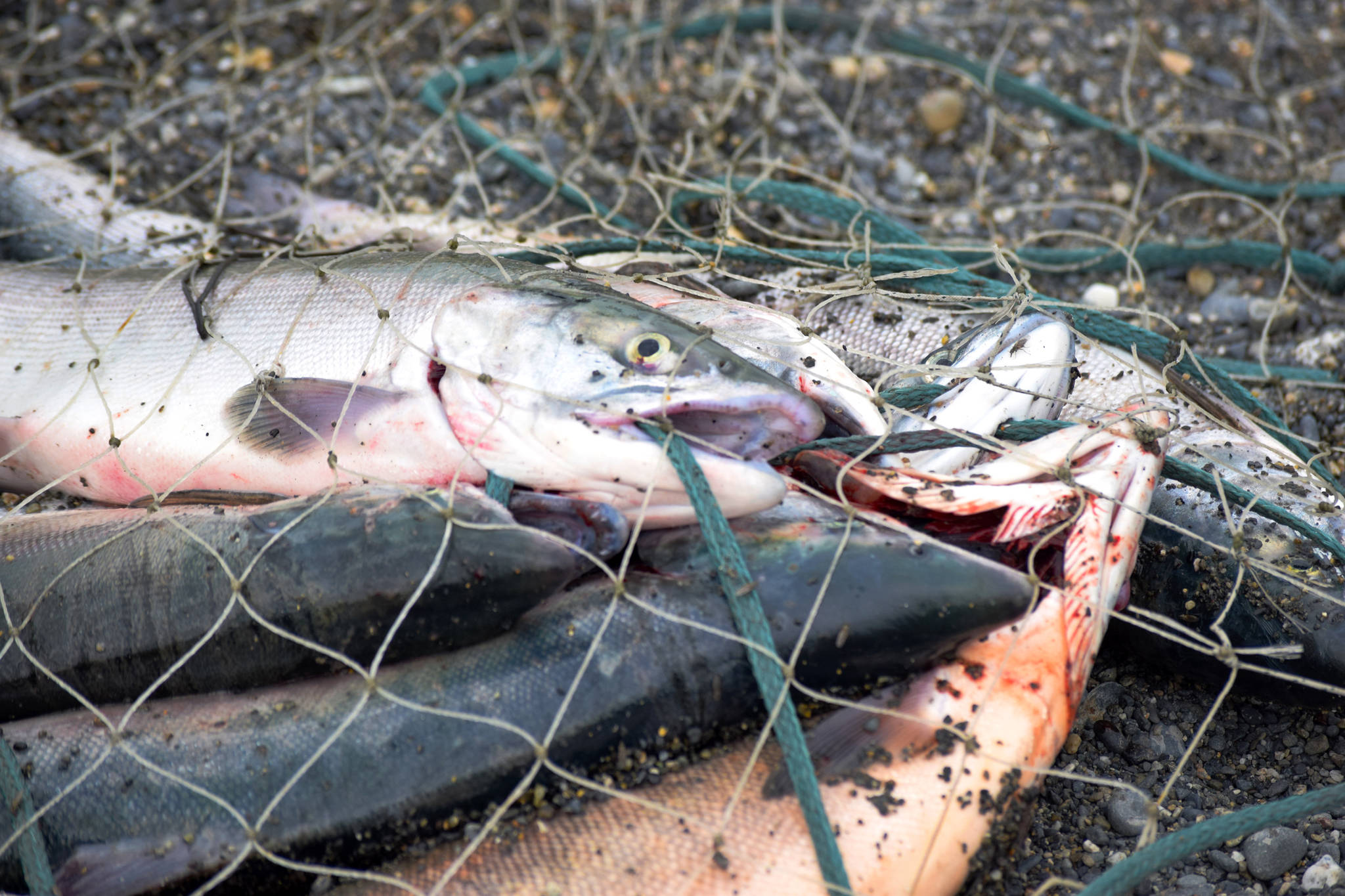 A fisherman’s stringer of Kasilof River sockeye salmon caught in the personal-use dipnet fishery lies on the beach on Tuesday, July 31, 2018 in Kasilof, Alaska. (Photo by Elizabeth Earl/Peninsula Clarion)