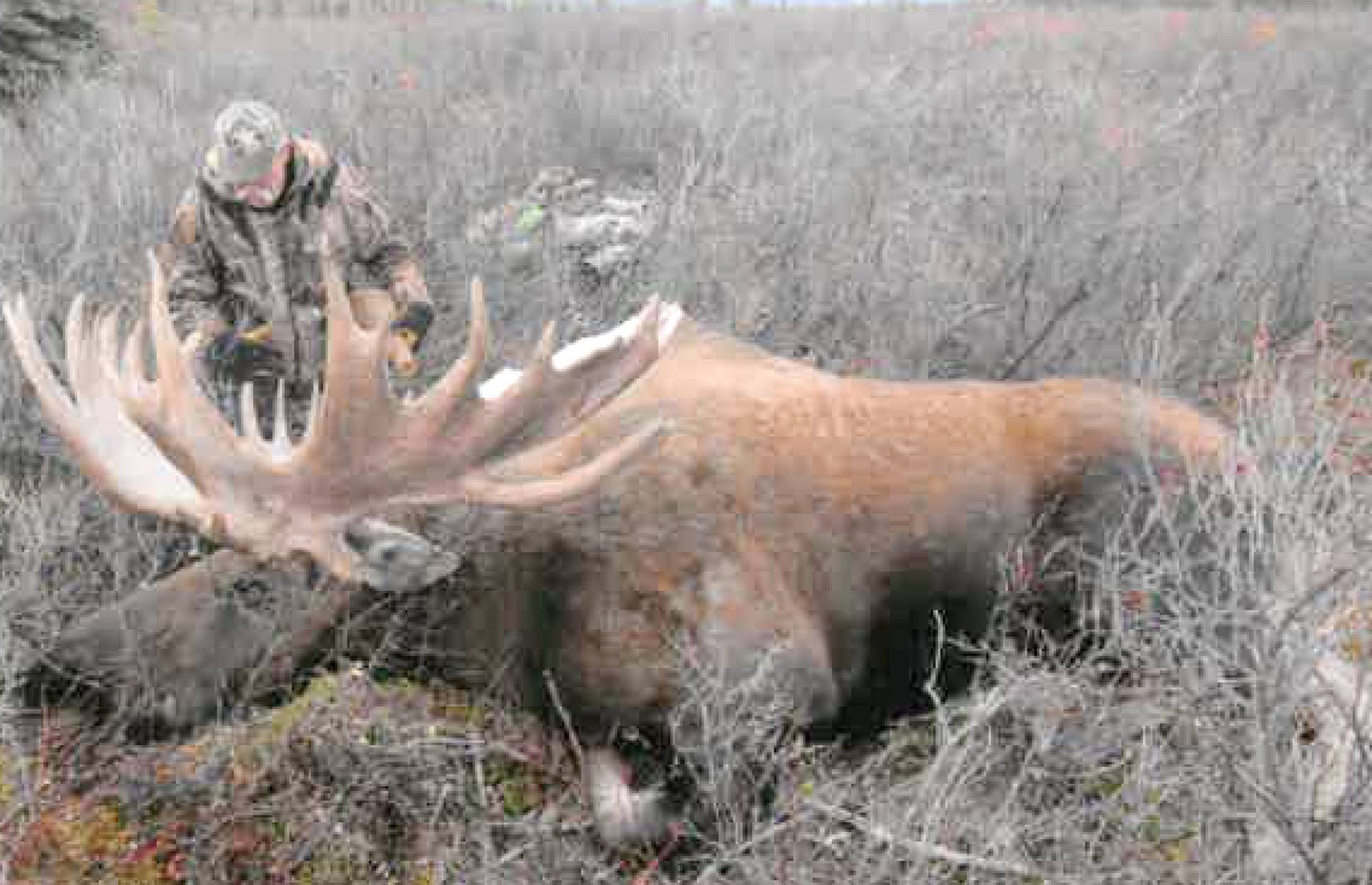 In this 2012 photo, Bob Condon of Soldotna examines the moose he shot in the Arctic. (Photo courtesy Bob Condon)