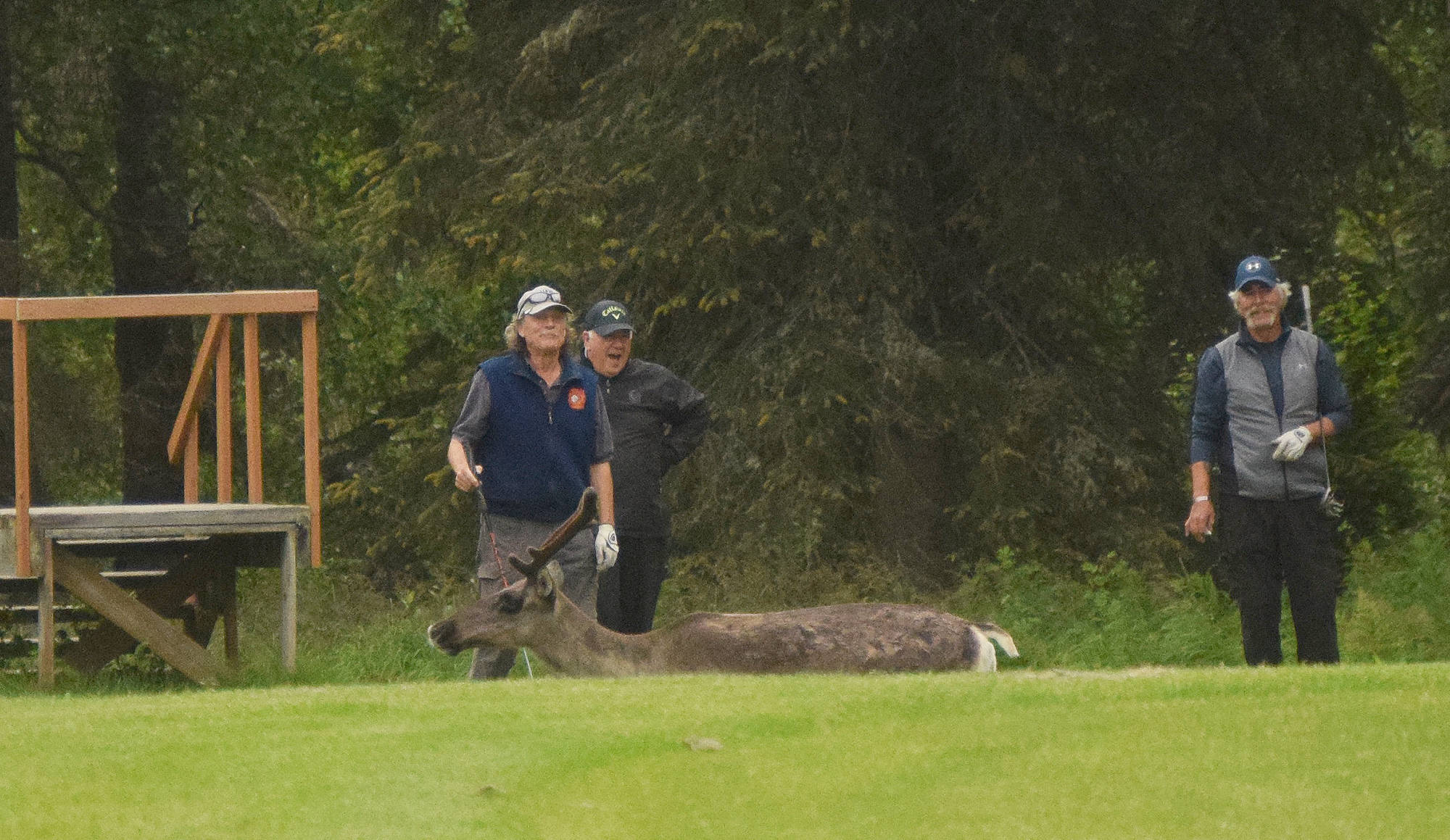 Caribou make their way past Gordon Griffin, Kirk Hyman and Mike Kebschull Sunday in the Kenai Open at the Kenai Golf Course. (Photo by Joey Klecka/Peninsula Clarion)