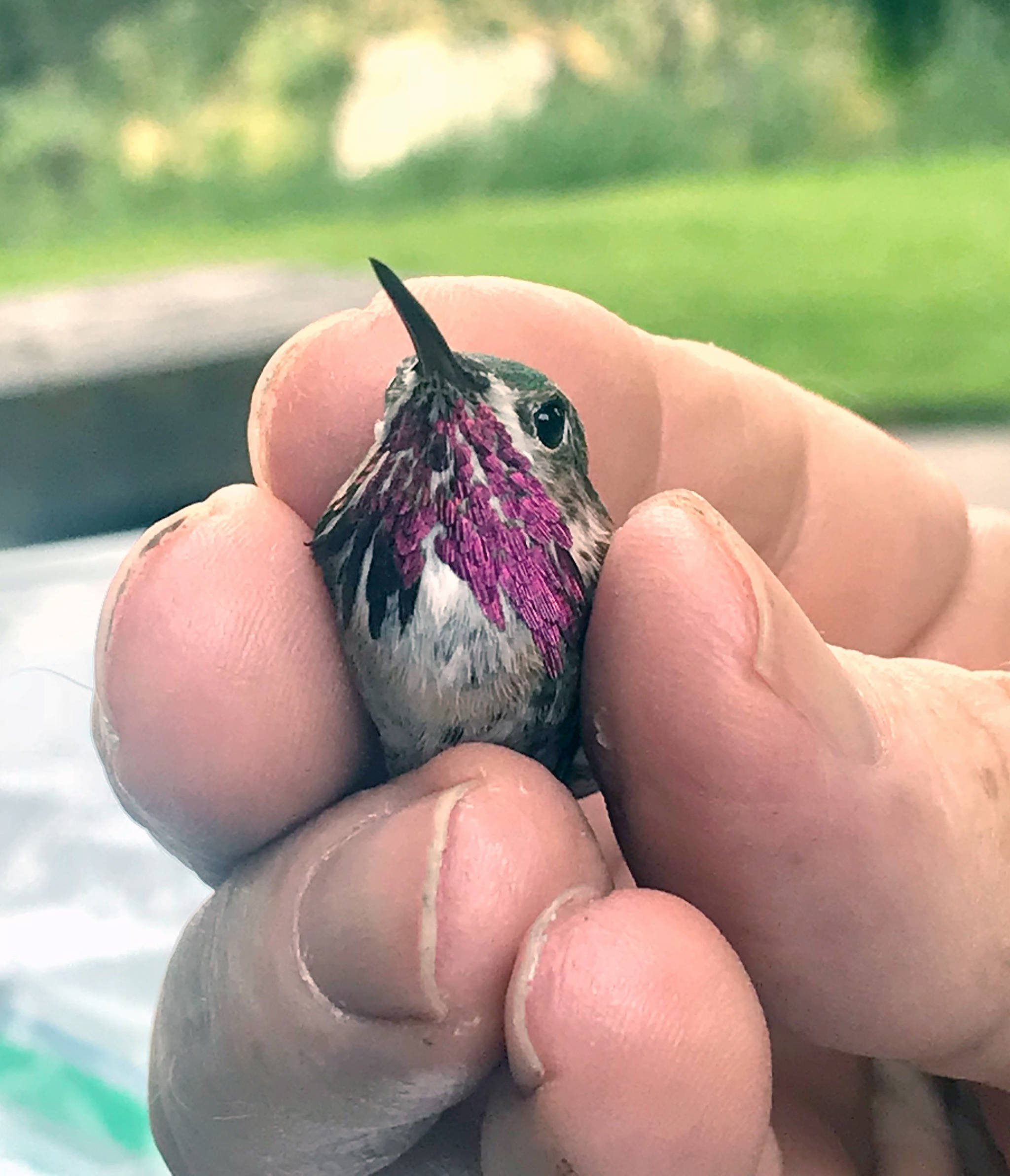 An adult male Calliope Hummingbird captured and banded near Inkom, Idaho. This is the smallest breeding bird in North America. (Photo provided by Todd Eskelin)
