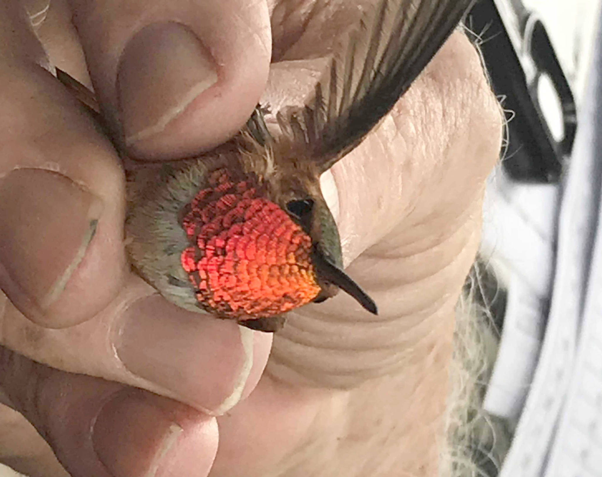 An adult male Rufous is banded near Inkom, Idaho. Currently, the Rufous Hummingbird is the only known breeding hummingbird on the Kenai Peninsula. (Photo provided by Todd Eskelin)
